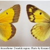 colias chrysotheme imago don